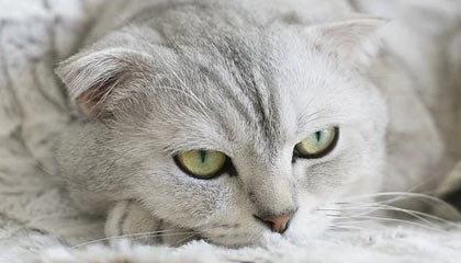 上海海港已得知奥斯卡心脏问题,愿意为其提供治疗帮助:“上海海港的大门永远为你敞开”