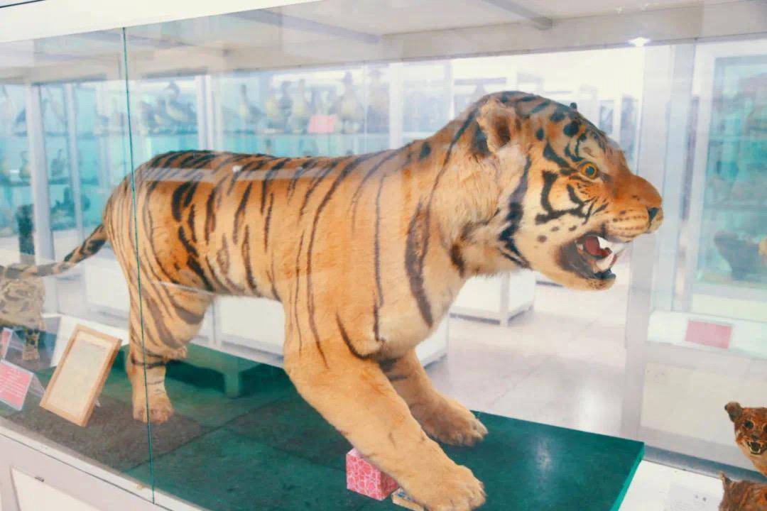 岳麓山的最后一只野生老虎，就在湖南师大动植物标本馆里