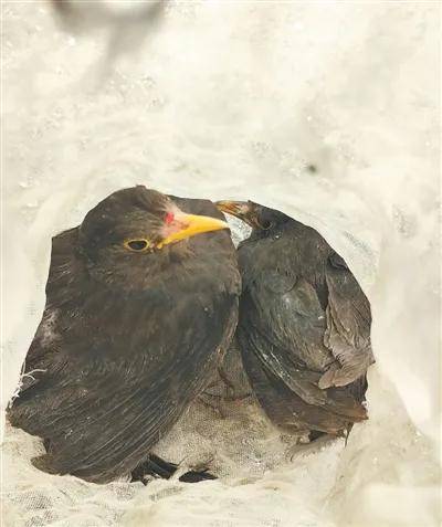 陕西省委书记发声:重拳出击、高压震慑