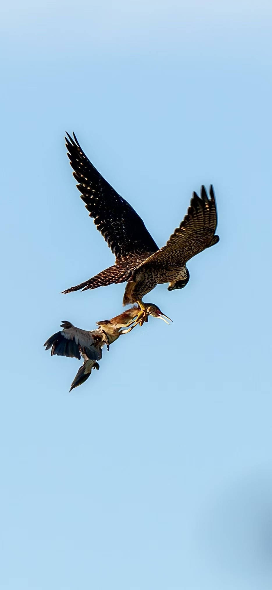 杭州天空上演“猛禽猎食”大戏,市民好奇:这鸟会攻击我吗?