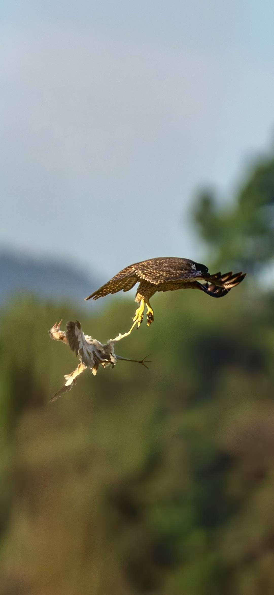杭州天空上演“猛禽猎食”大戏,市民好奇:这鸟会攻击我吗?