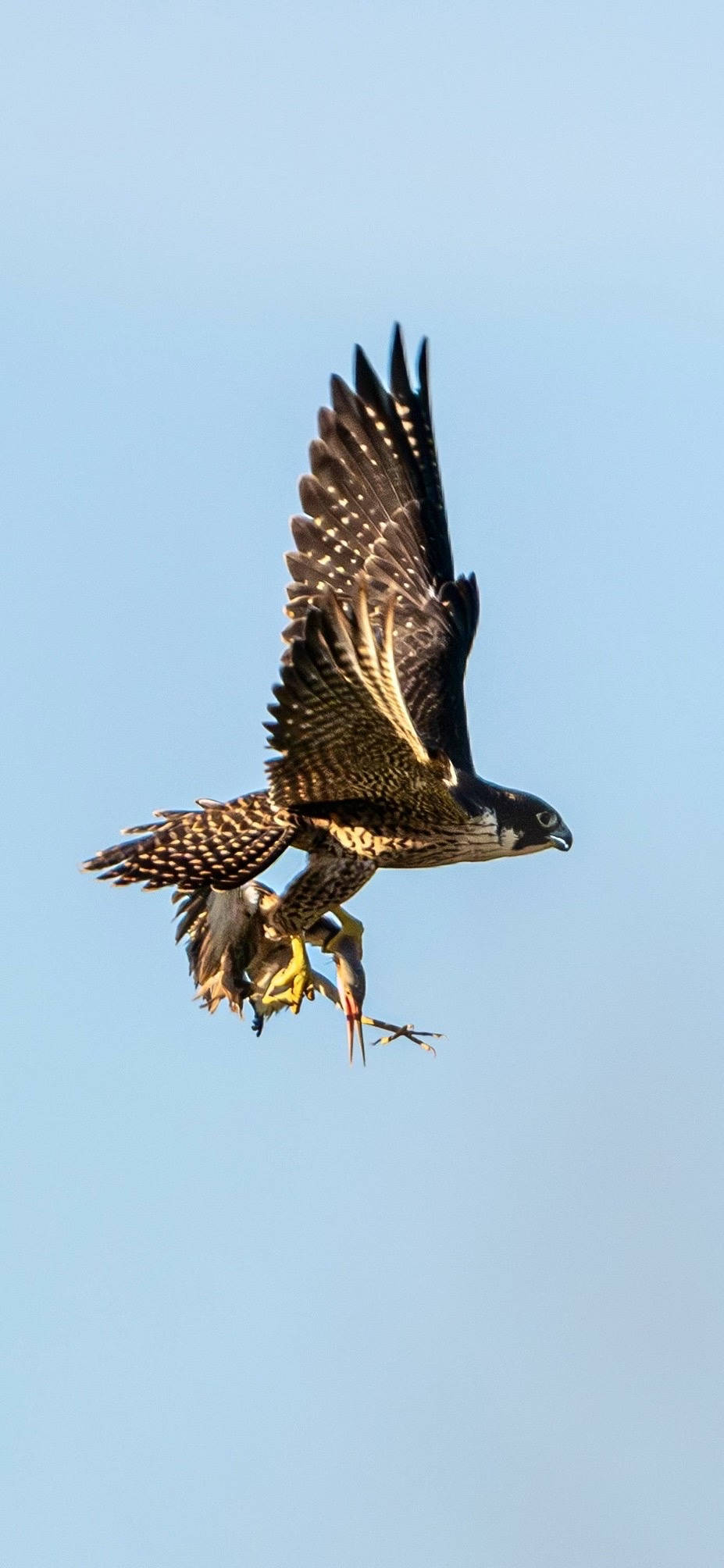 杭州天空上演“猛禽猎食”大戏,市民好奇:这鸟会攻击我吗?