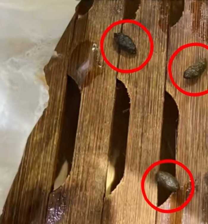 小笼包蒸笼疑现老鼠屎,百年老店知味观深夜致歉