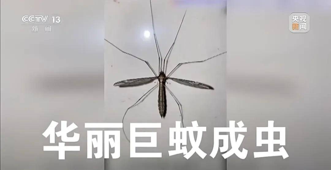 全民灭蚊总动员，大广东给我们上了一课