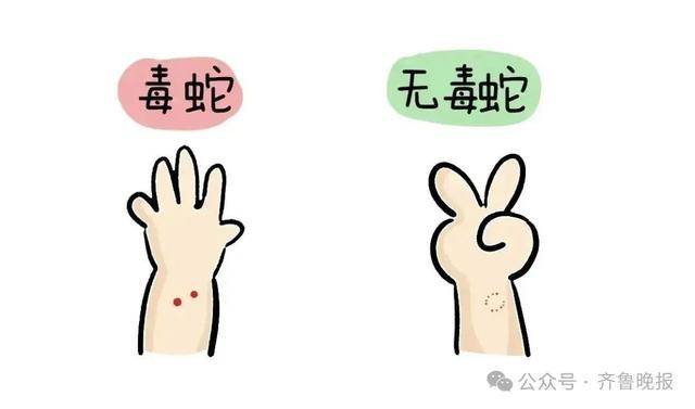 安徽宣城一男子走路玩手机,一脚踩中打架的竹叶青和五步蛇,被俩毒蛇咬3口!医院:暂无生命危险,正在治疗