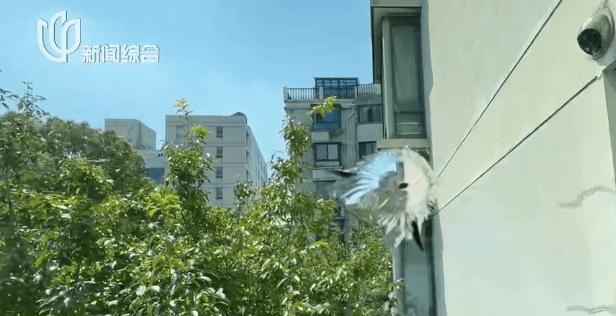 叶某(60岁)已被刑拘!监控曝光…网友怒斥如此行径太恶劣