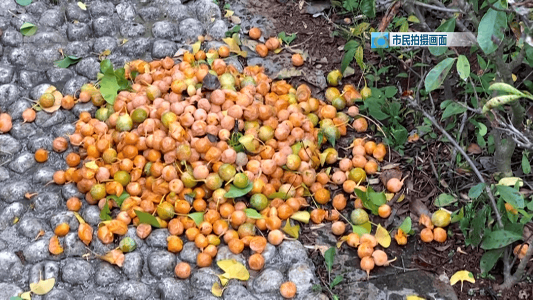 不要捡！不要吃！昆明街头正大量出现……