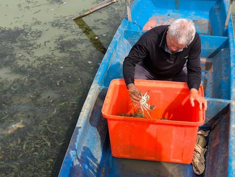 武汉江夏一地大闸蟹大量上市，日产1000斤当天售完，每只螃蟹有自己的“身份证”，吃深海小黄鱼长大