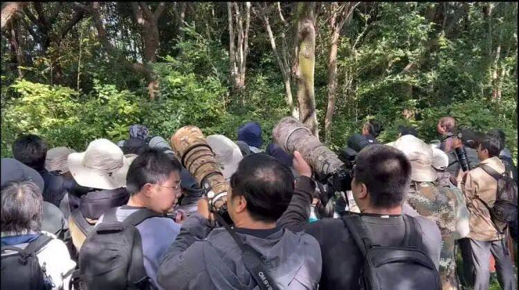 百年罕见!首次在上海被目击,有人专门从北京“打飞的”赶来