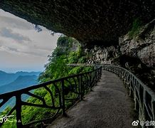 金龟(金龟子是什么虫子)