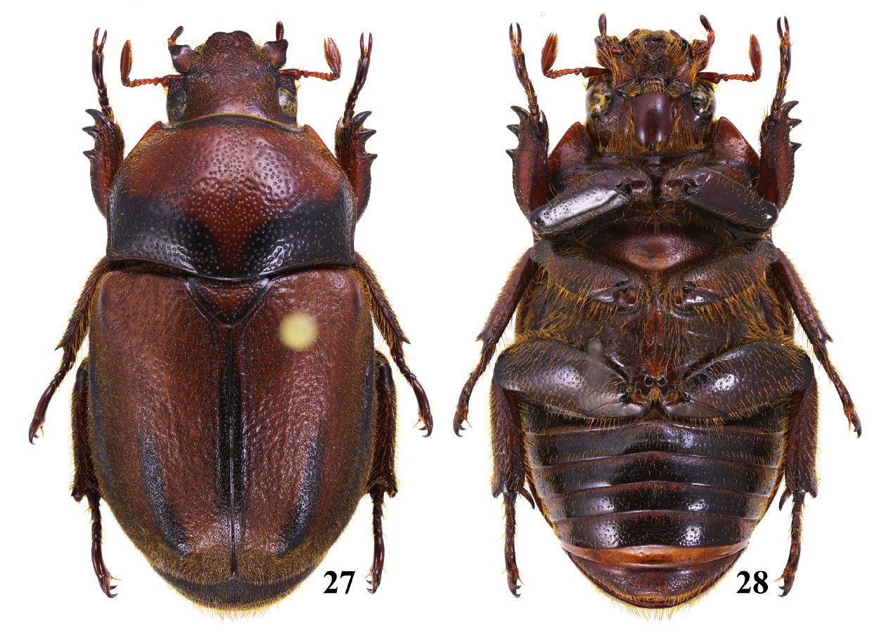 金龟(金龟换酒)